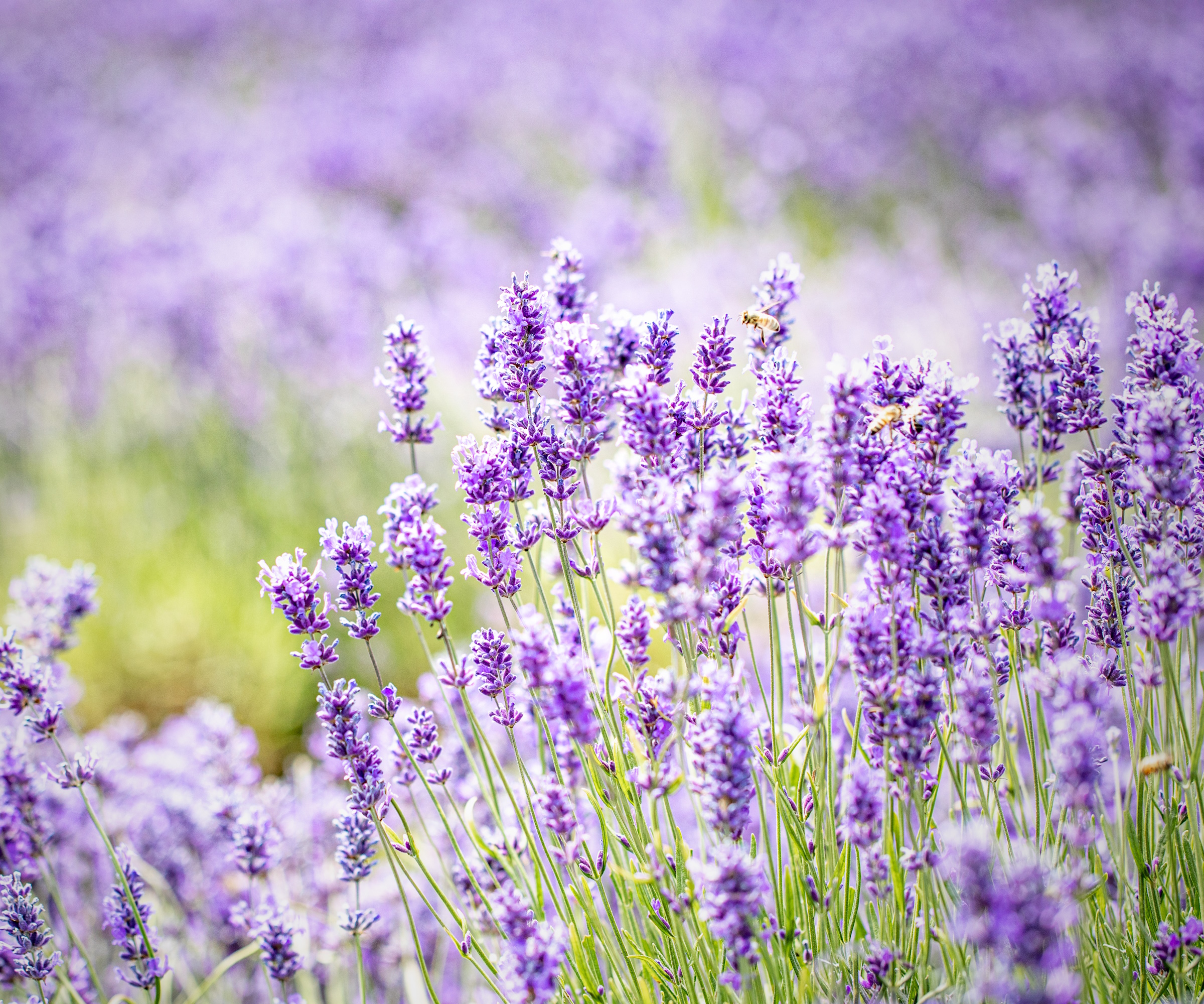 Lavender plant covered with purple flowers