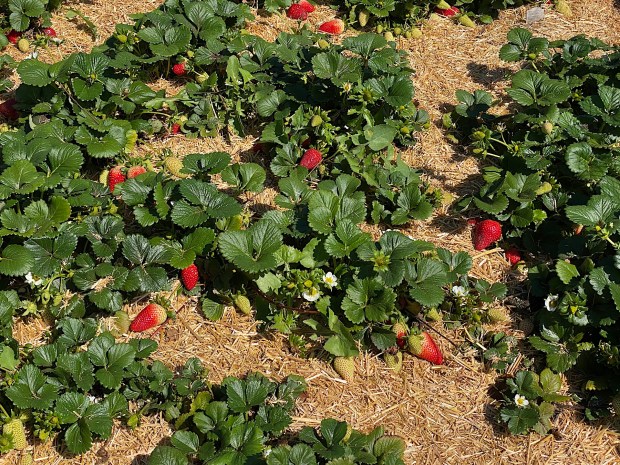 Young strawberries (Maurice Hewitt)