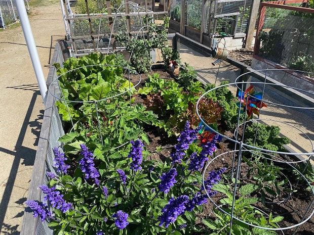 A plot of spring flowers and veggies. (Maurice Hewitt)