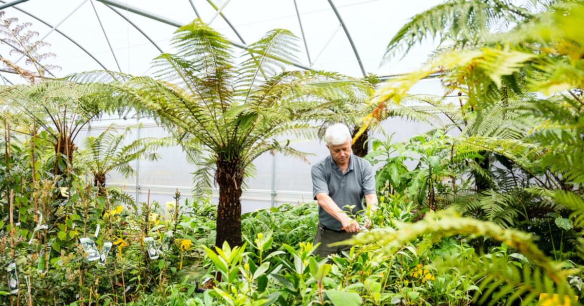 Fern man Billy Alexander’s best picks – The Irish Times