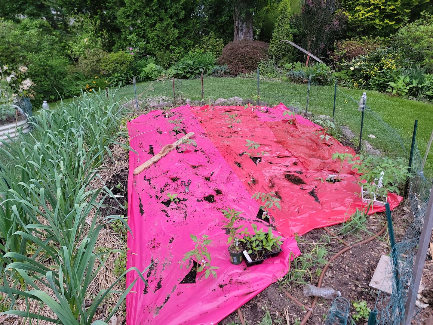 Red garden mulch helps keeps weeds down and can be beneficial for tomato growing.
