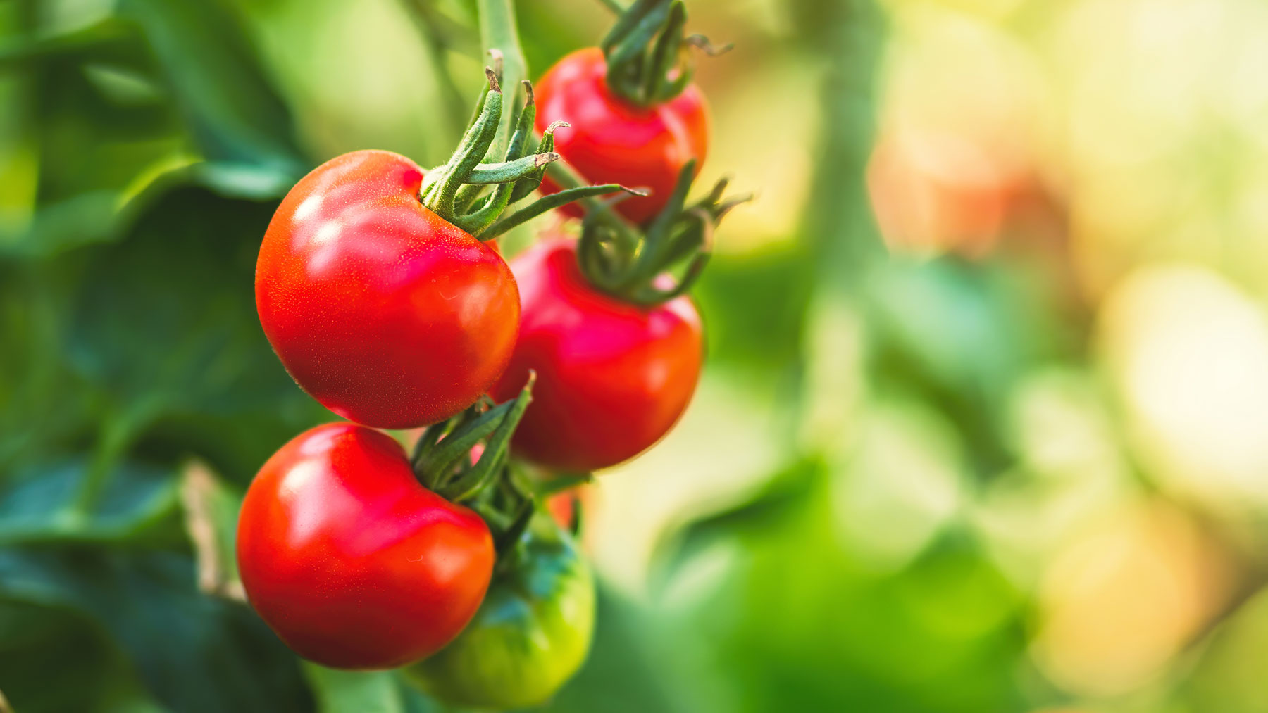 Ripe tomatoes growing in sunlight