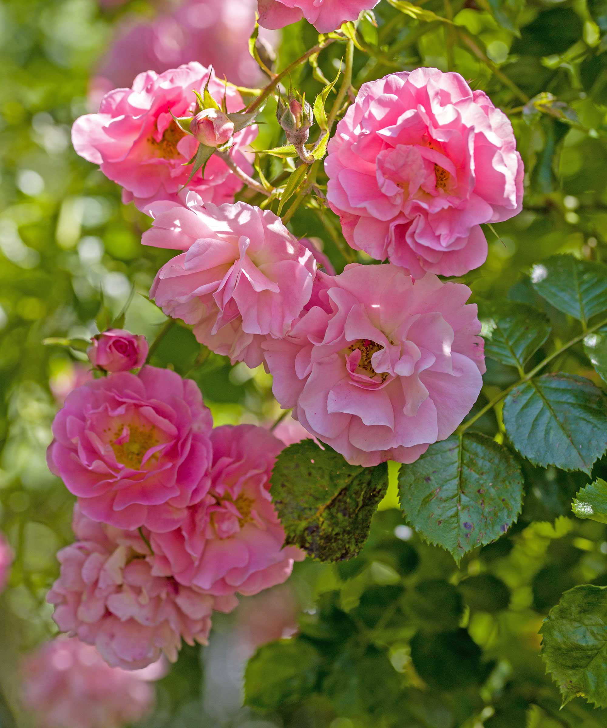 pink climbing rose in bloom