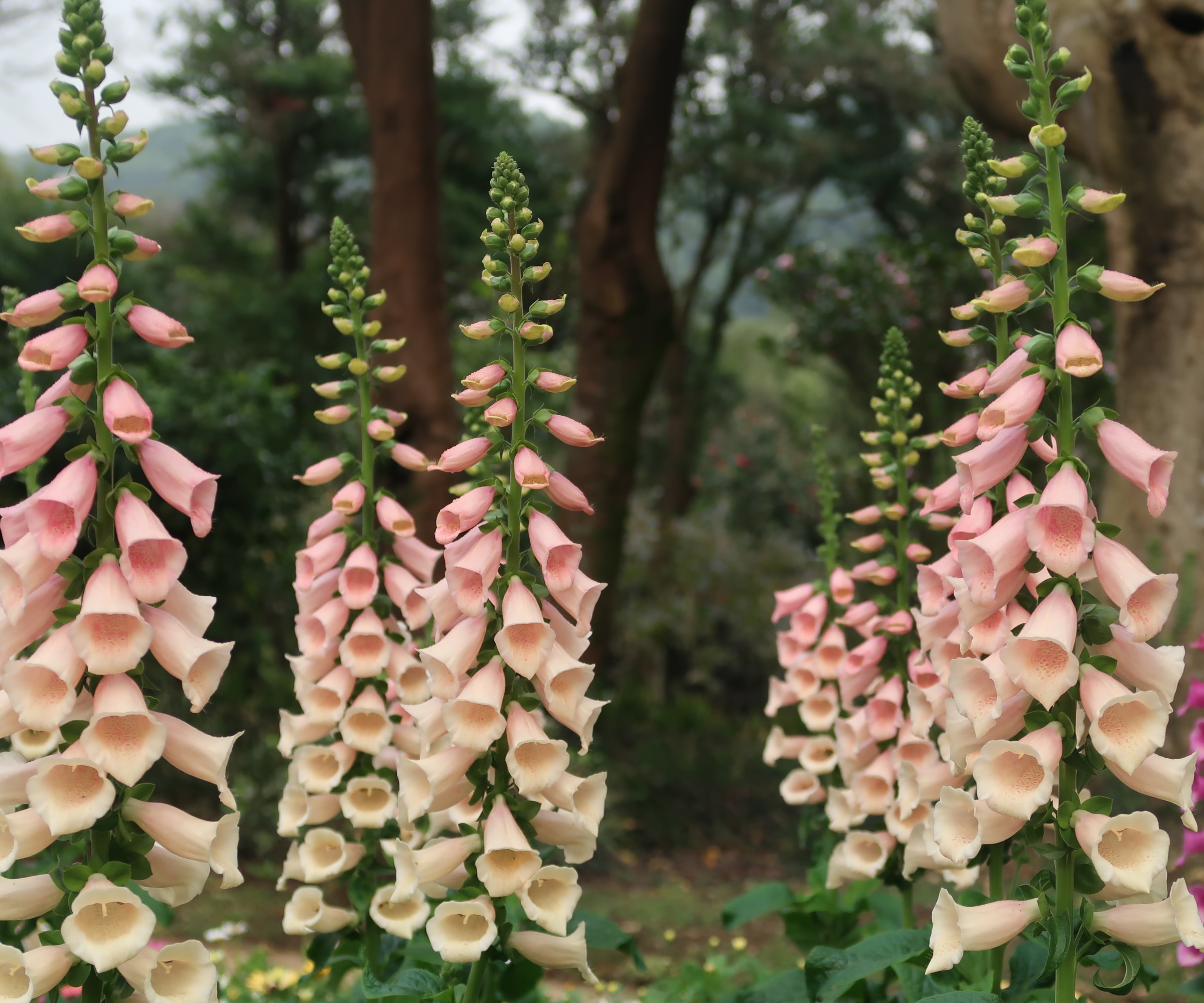 Foxgloves blooming in peach