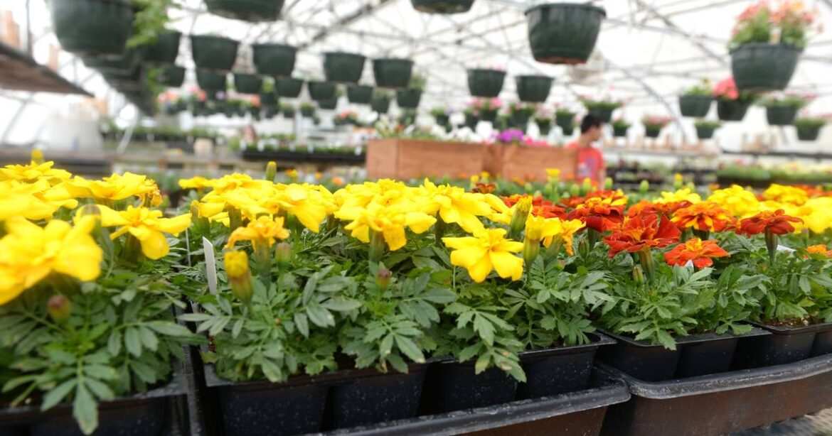 ‘Learn, Grow, Share’ Garden Planting Day set May 17 in Henry – Shaw Local