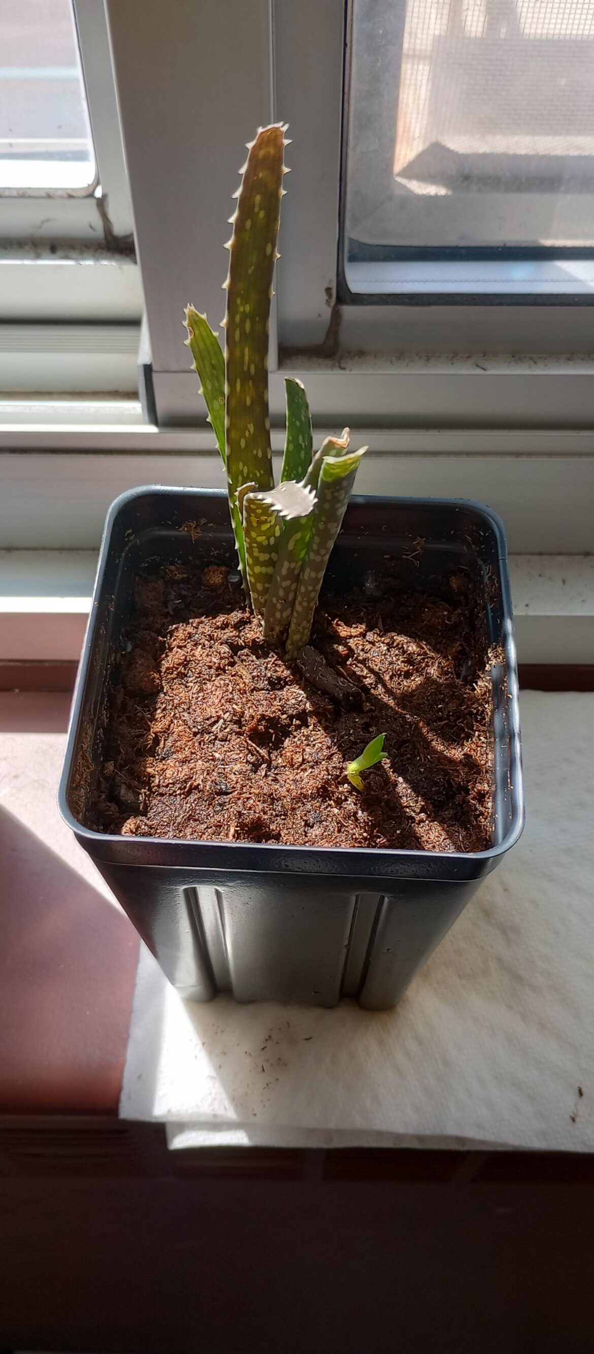 Fungus gnats, hydrogen peroxide, and mycorrhizae
