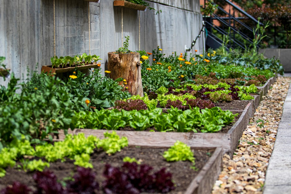 Hilton Bogotá Huerta - Vegetable Garden, colorful vegetable beds lined up along a wall, hanging plants and stairs in the distance