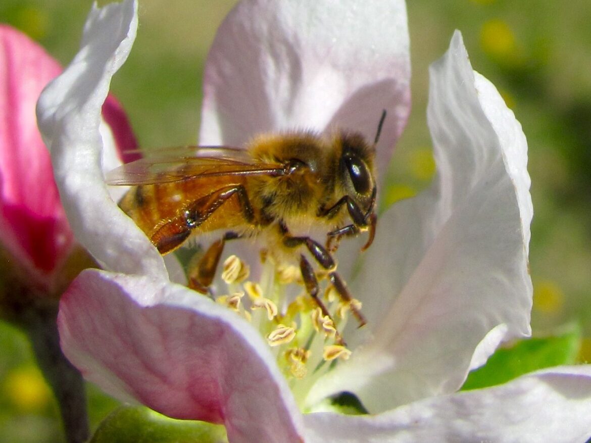 How can you attract pollinators to your garden?