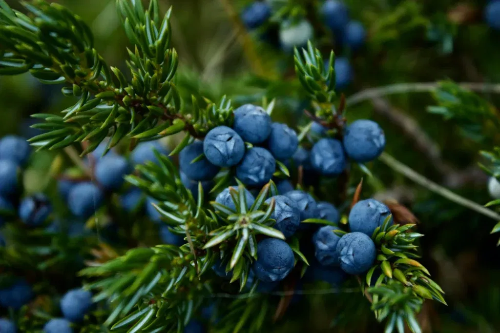 Blueberries