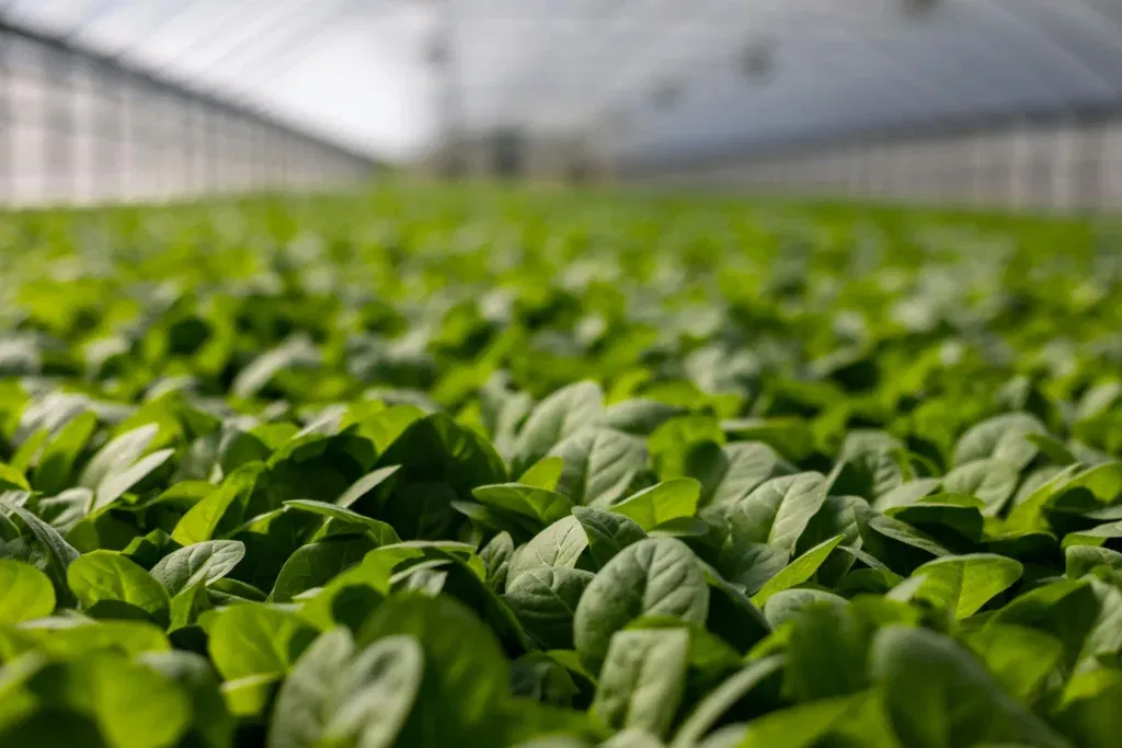 Spinach