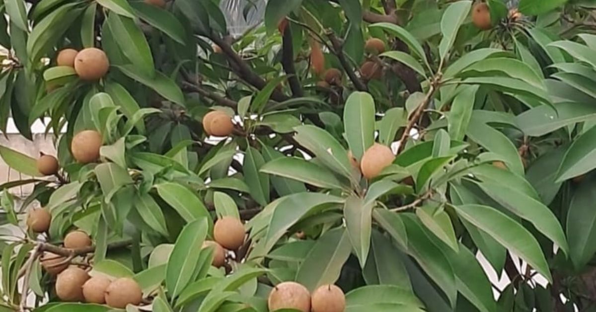 As trees mature, their roots use up nutrients from the surrounding soil, so the gardener recommends rejuvenating the soil every few years