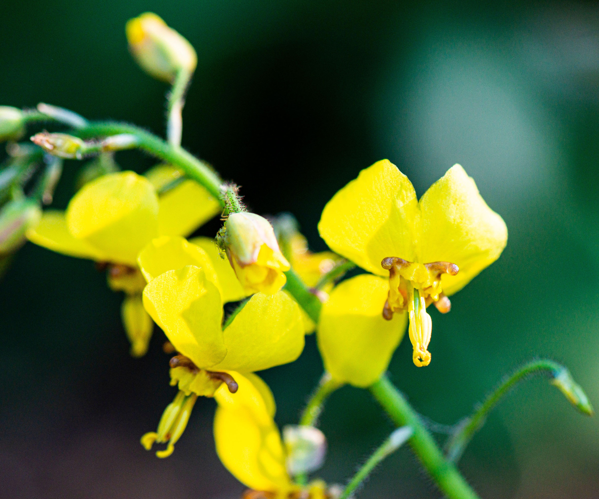 yellow flowers of Epimedium&times; perralchicum 'Fröhnleiten'