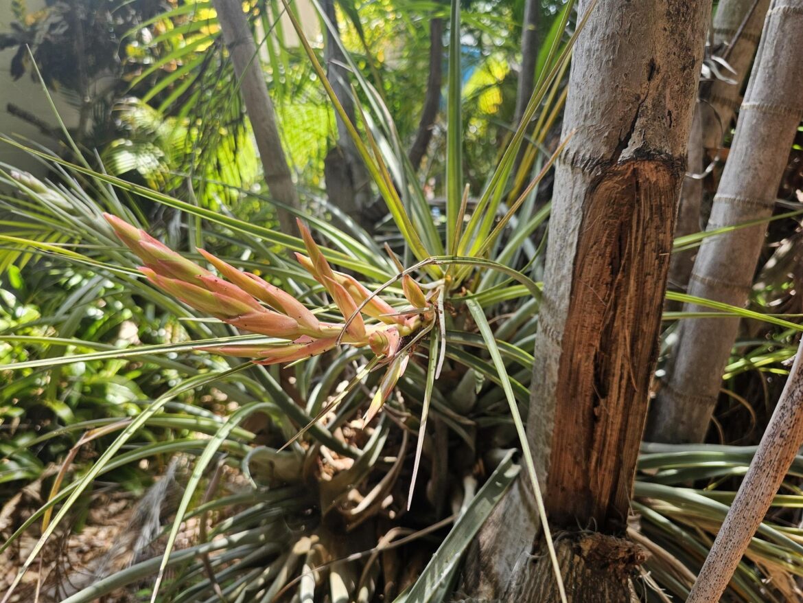 Fell out of it's tree during a hurricane last year. Very happy to see it's doing well.