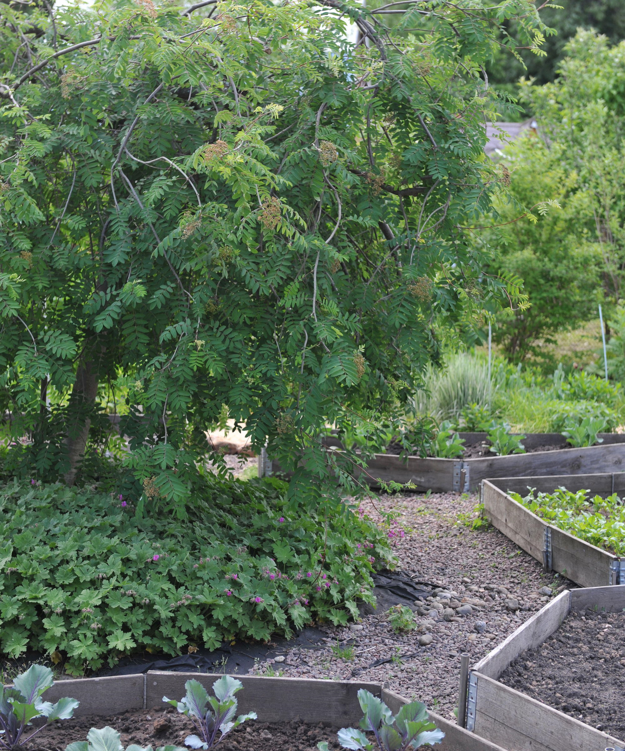 A weeping ash tree growing in the middle of a vegetable garden