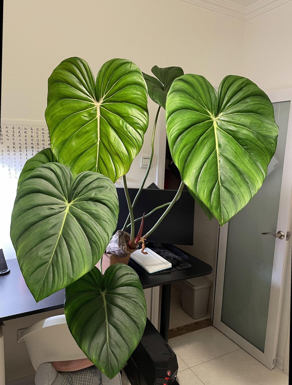 My balcony is not enough for this guy.