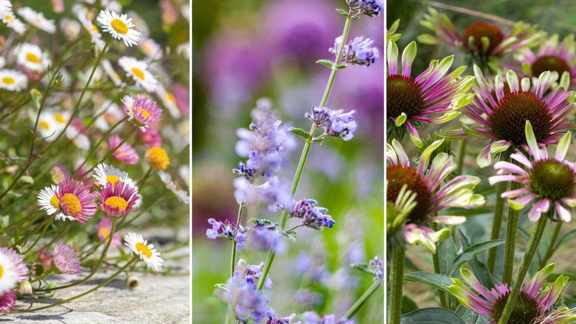composite image of easiest flowering plants for summer &ndash; erigeron, nepeta, echinacea
