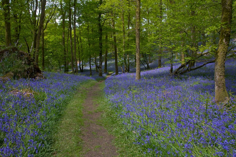 Here’s where you can enjoy glorious carpets of bluebells this spring