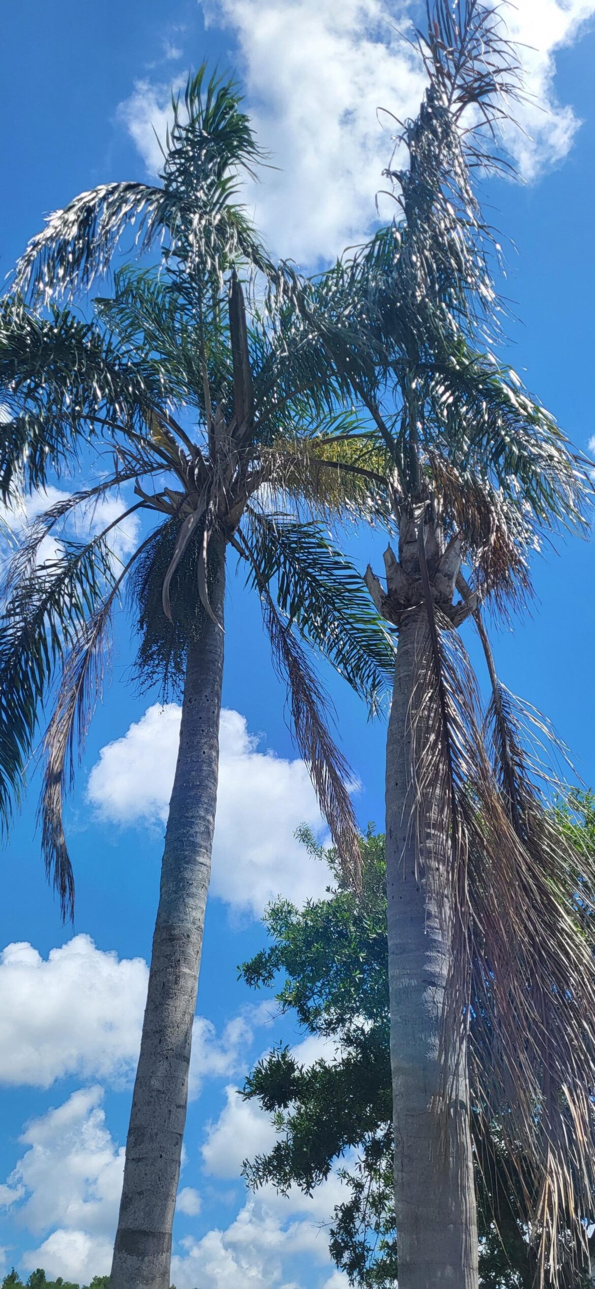 Is this a potential palm tree issue and who should I contact to help?