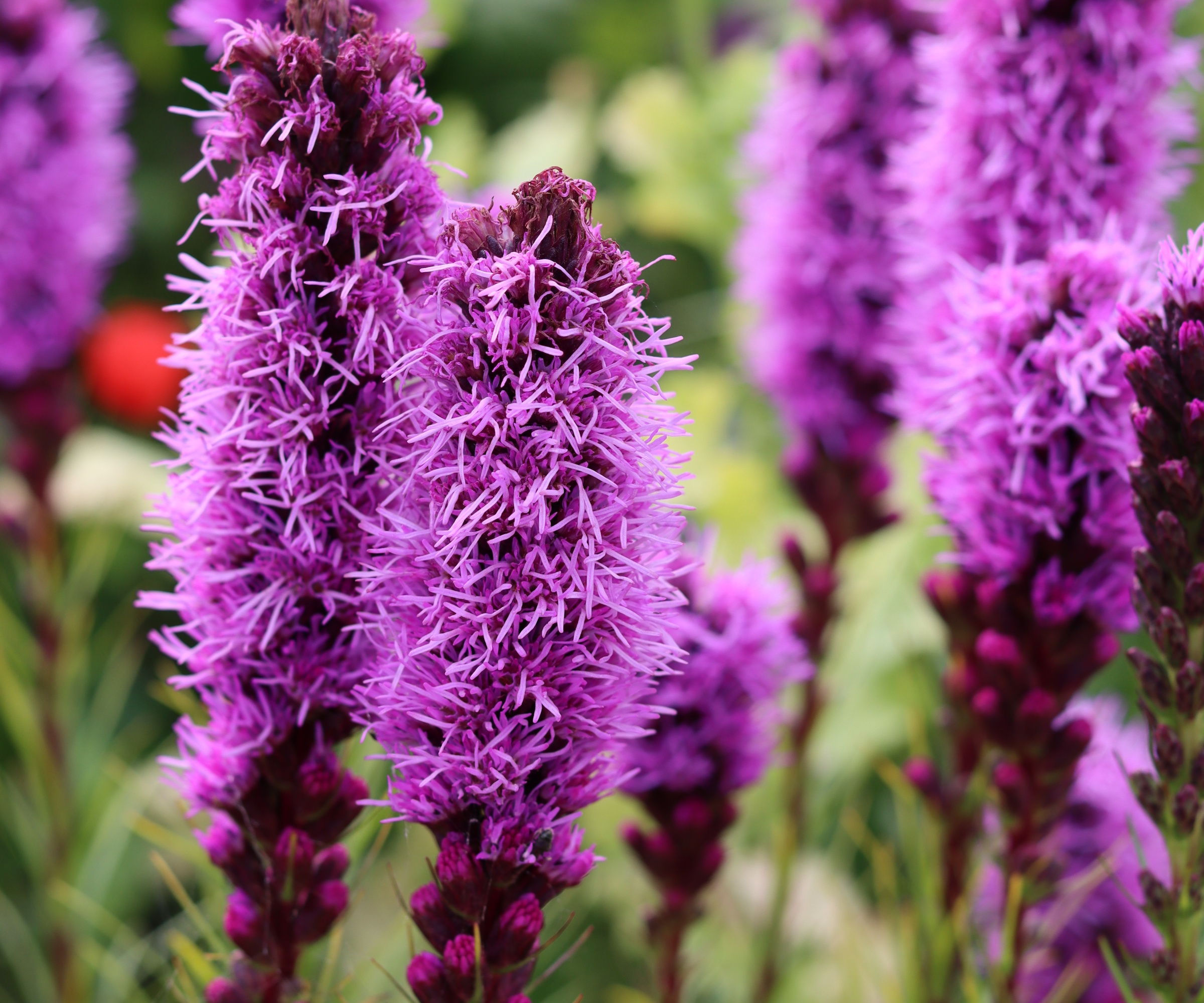 Blazing star, Liatris spicata, close up image with purple-pink blooms