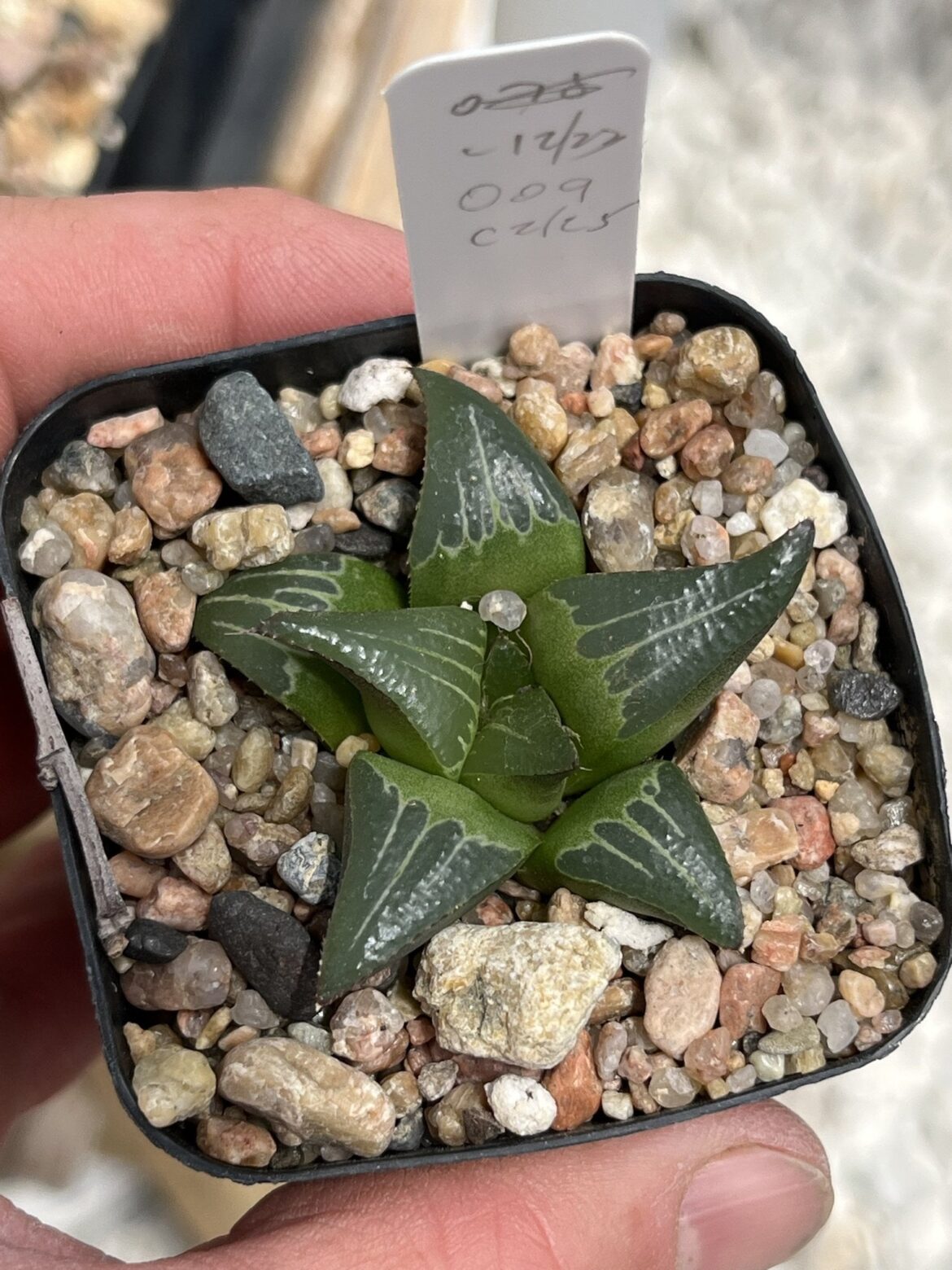 [USA] I have some plants for sale