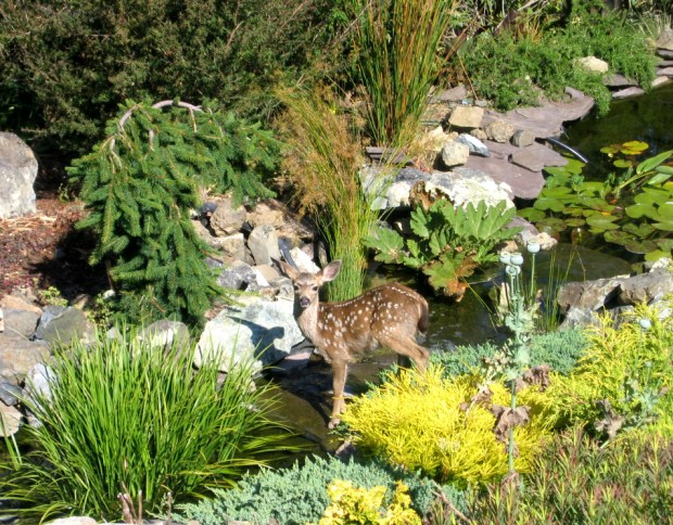 Stinson Beach's Panoramic Garden will be open Sunday for the...