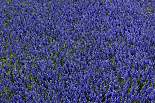 Mackinac Island Spring 2025