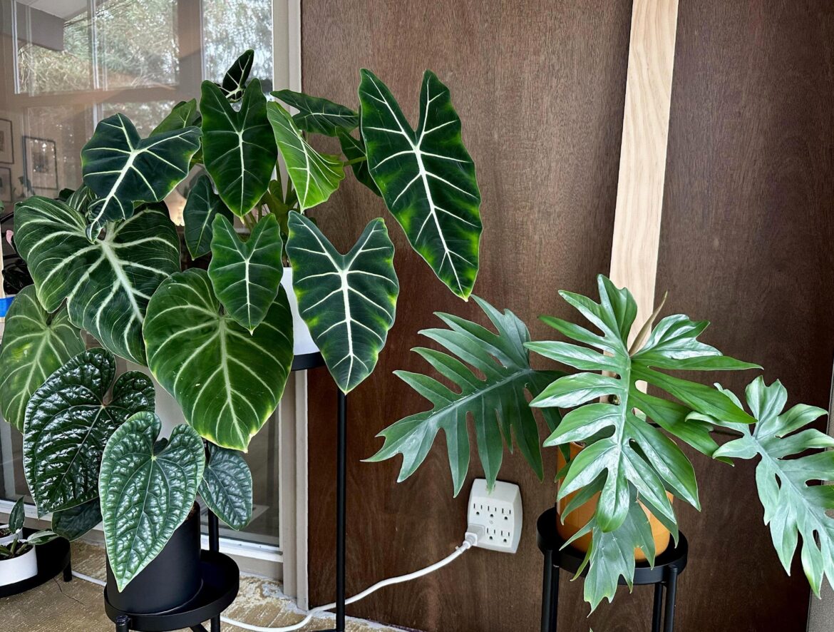 This corner of the sunroom gives me so much joy