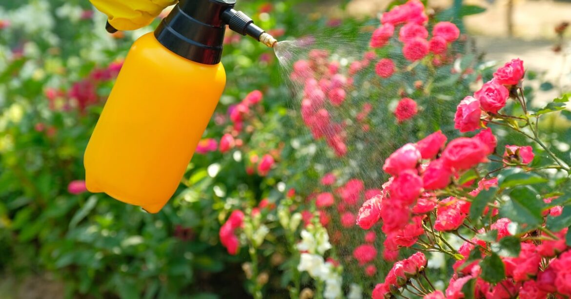 Garden chemicals can seem like a magic wand. But this is the lesson I’ve learned – The Irish Times Garden chemicals can seem like a magic wand. But this is the lesson I’ve learned – The Irish Times