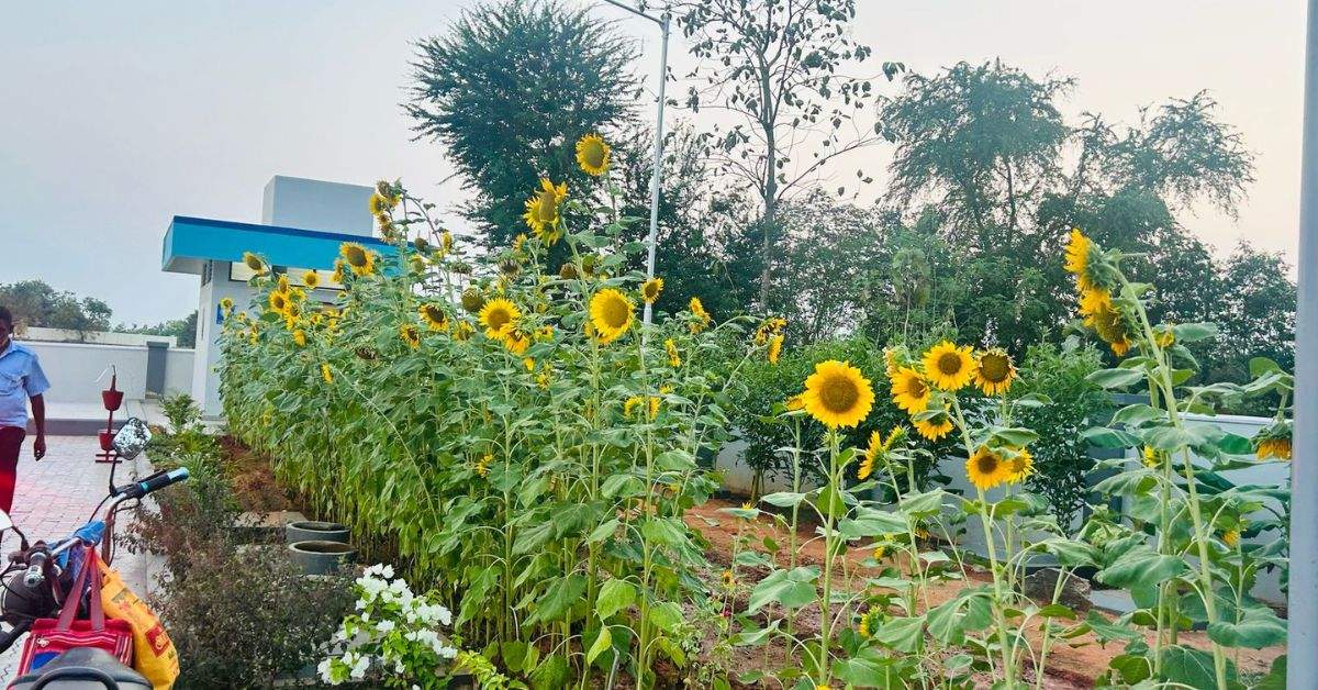 Sunflowers at the petrol pump