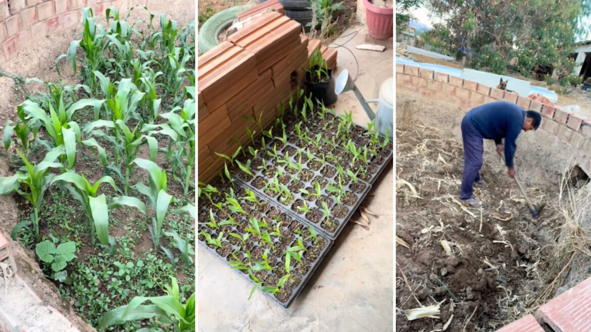 "A Milpa garden is made up of three sisters."