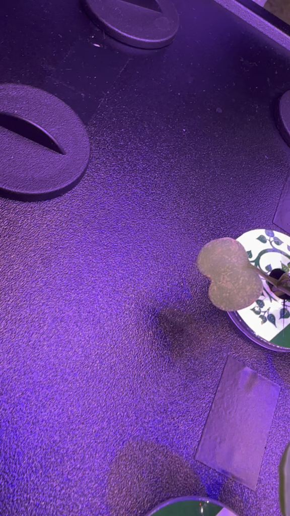 Why are my rocket leaves spotted like that? Anyone know what this means?