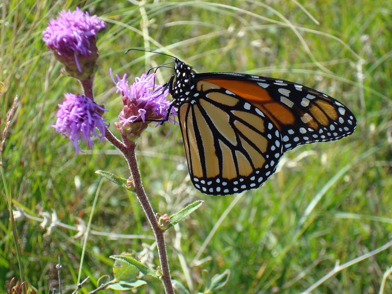 What native plants should I put in my garden? Professional gardener explains – DiscoverMooseJaw.com What native plants should I put in my garden? Professional gardener explains - DiscoverMooseJaw.com