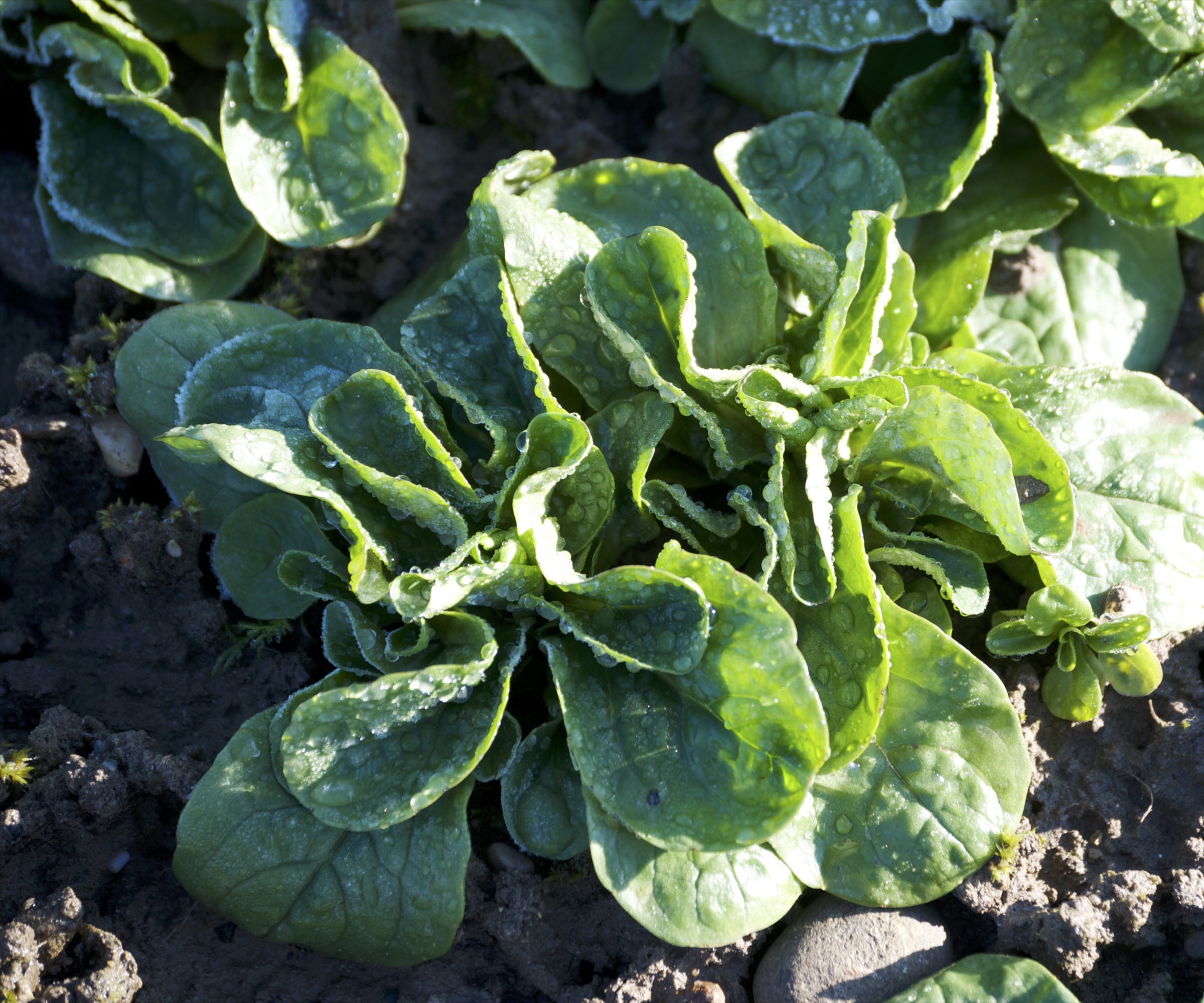 Corn salad growing in winter