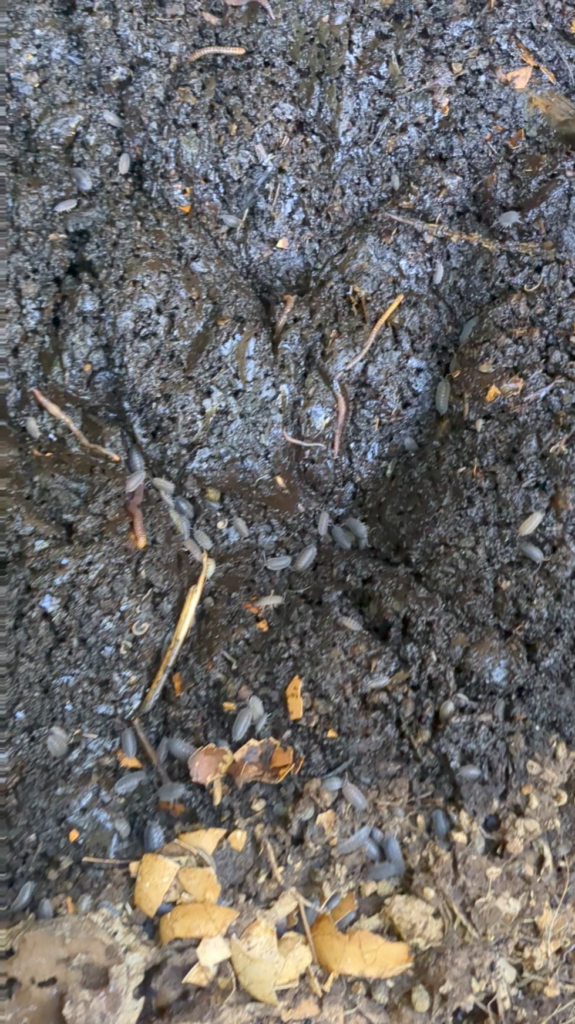 How to remove worms from finished compost?
