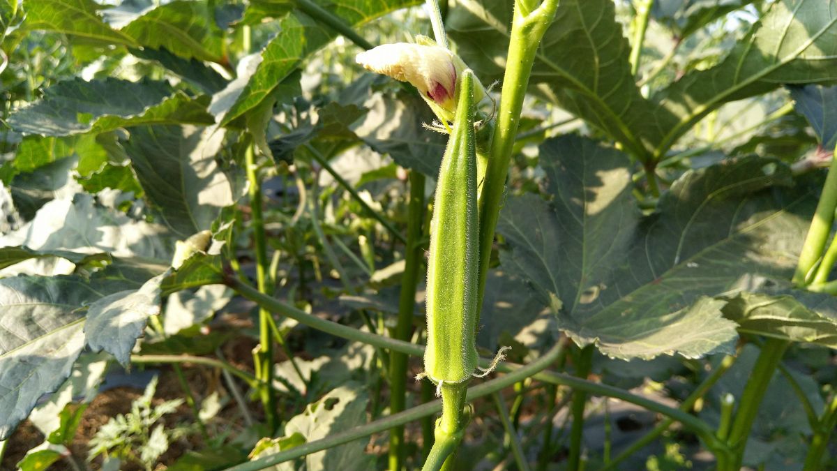 Okra