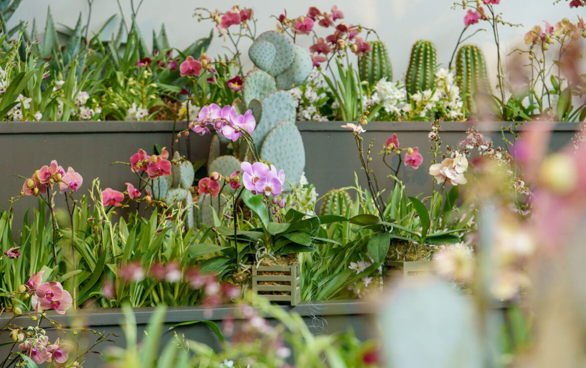 Orchid Fever | Desert Botanical Garden Orchid Fever | Desert Botanical Garden