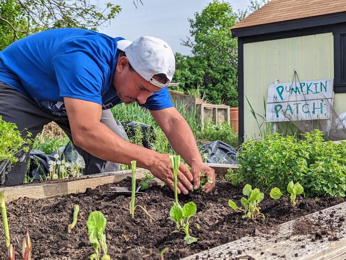 The Beginner’s Guide To Vegetable Gardening In Chicago The Beginner's Guide To Vegetable Gardening In Chicago
