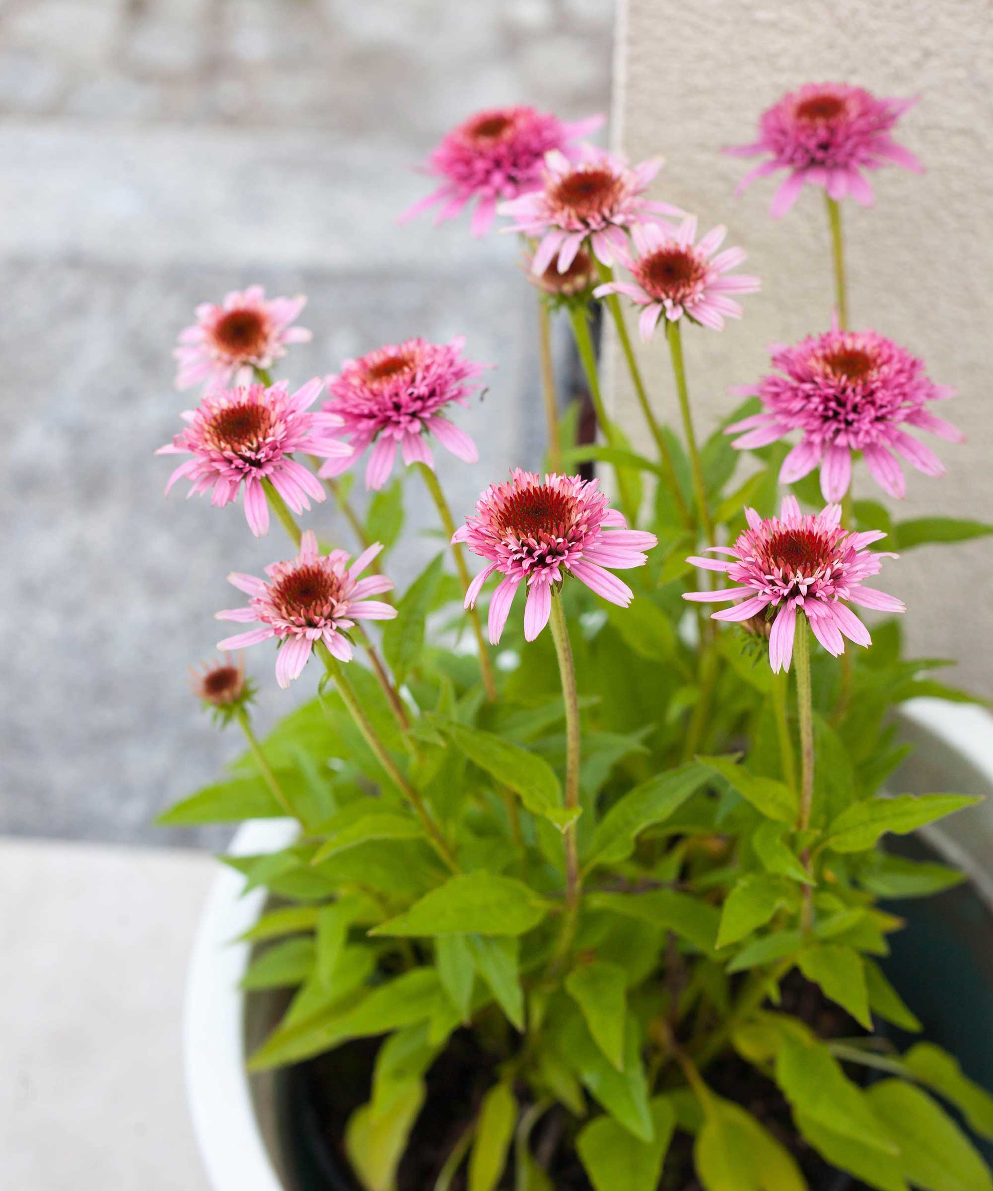 Pink Echinacea purpurea 'Butterfly Kisses' in pot