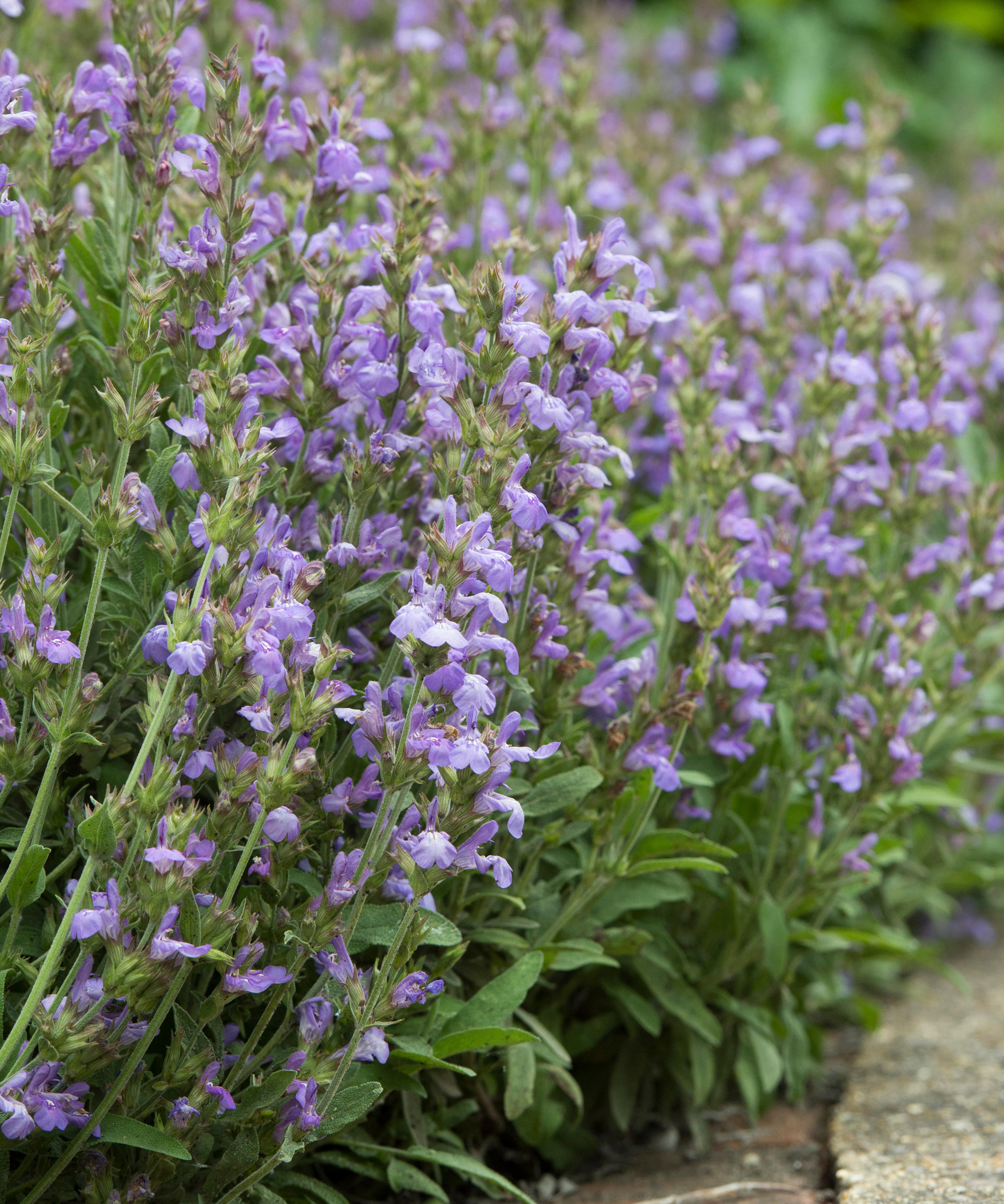 Salvia lavandulifolia flowering in patio border