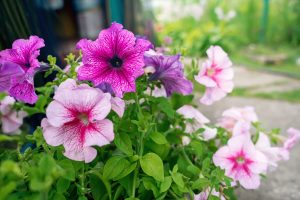 Petunias Toronto Gardening - SavvyMom