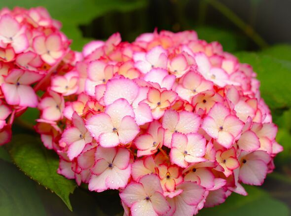 Pink hydrangea in the garden.