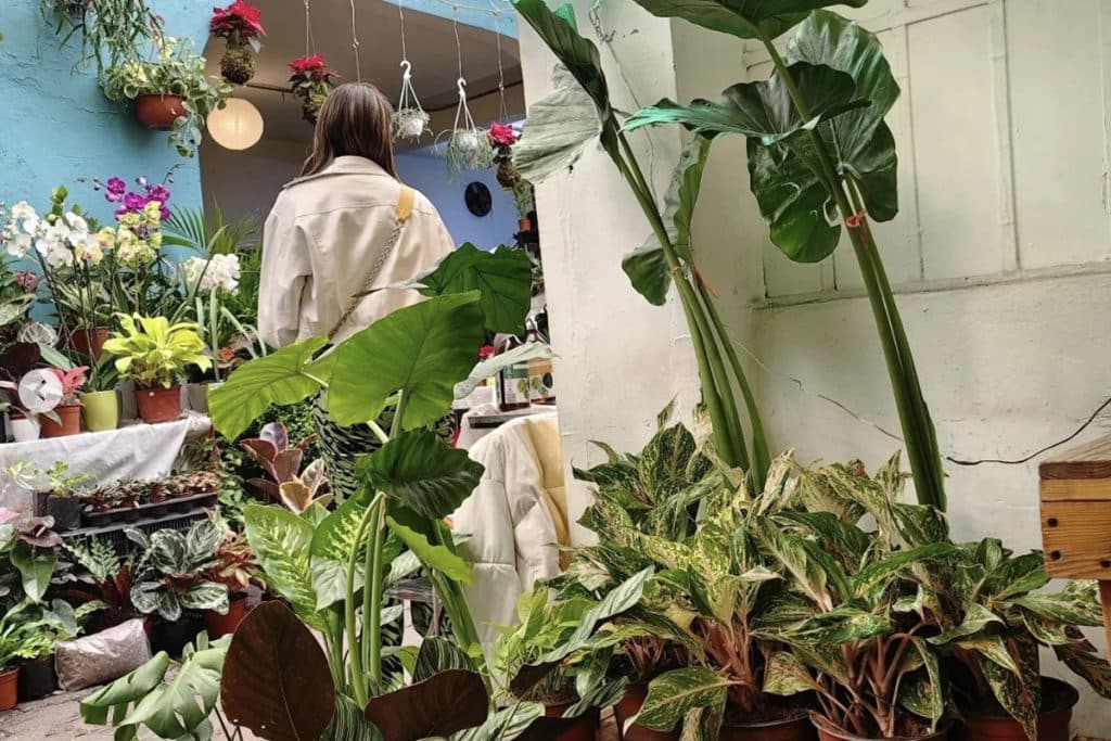 Plant Fest febrero 2023