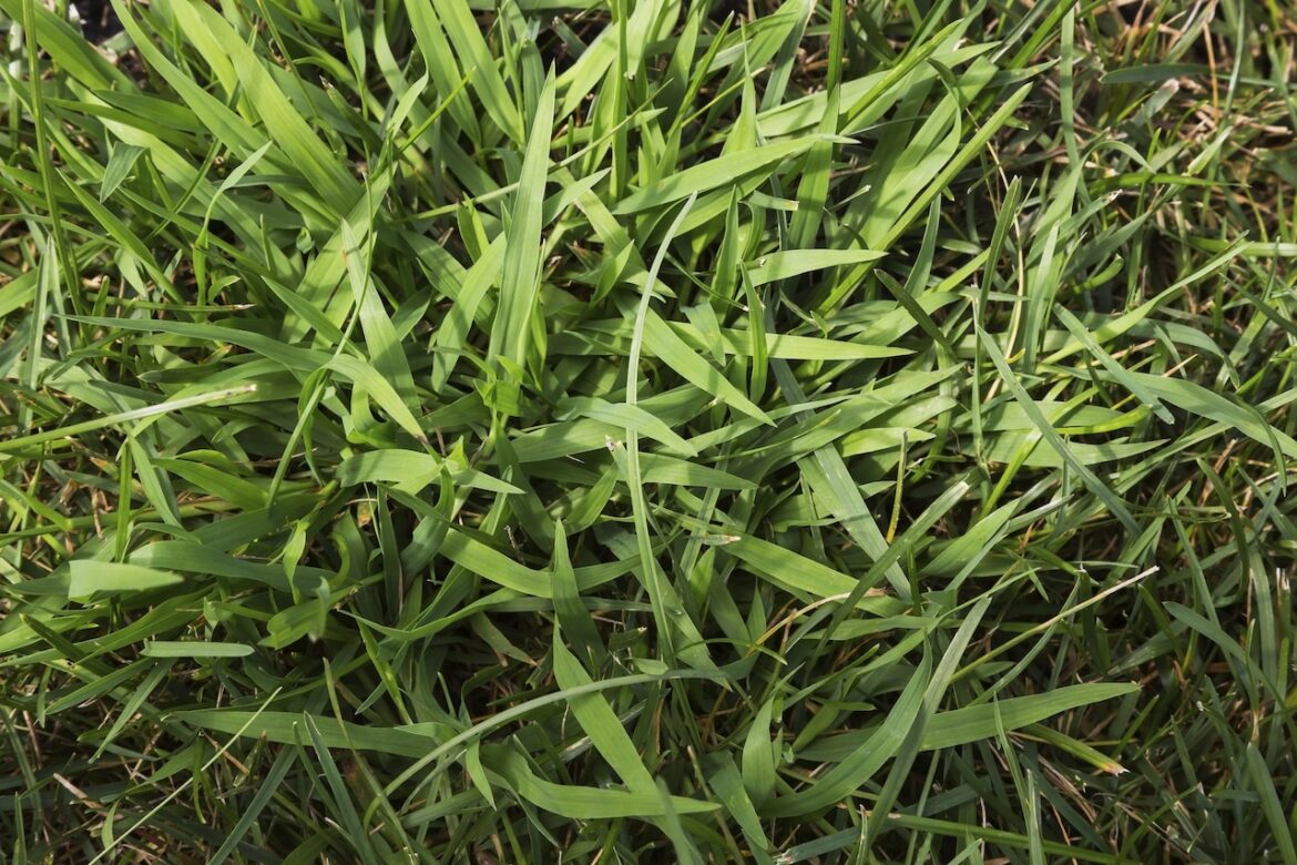 Want to get rid of crabgrass? Here’s the best defense for your lawn Mostly Sunny