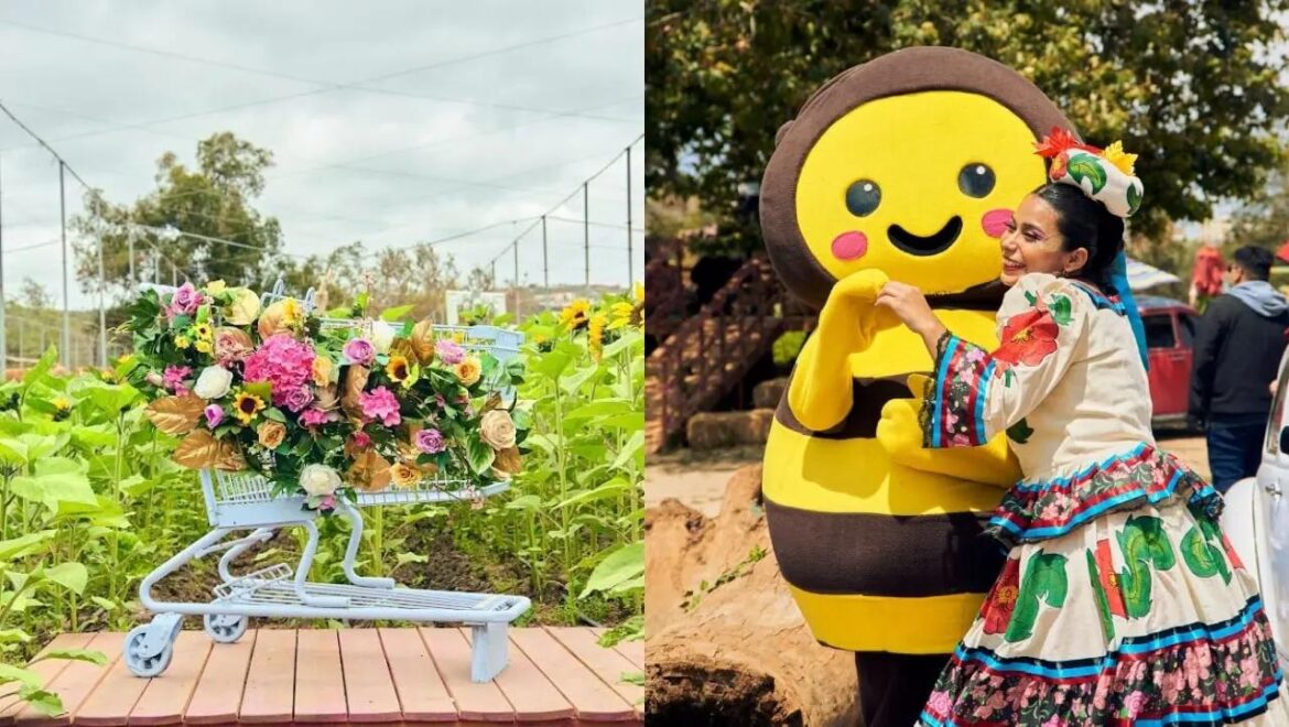 Explore a Colorful Paradise in Baja California's Flower Route