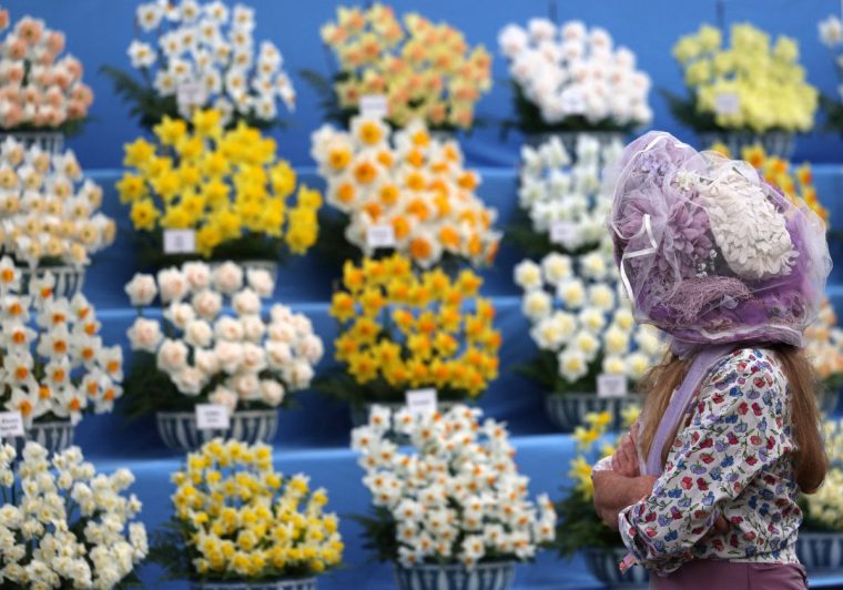 A visitor looks at a display of daffodils during the preview day at the RHS Chelsea Flower show, in London, on May 19, 2025. Sweet potatoes sprouting among flowers, talking trees powered by AI and drought resistant crops, the prestigious Chelsea Flower Show is facing the future focusing on innovation and climate change adaptation. (Photo by Adrian Dennis / AFP) (Photo by ADRIAN DENNIS/AFP via Getty Images)