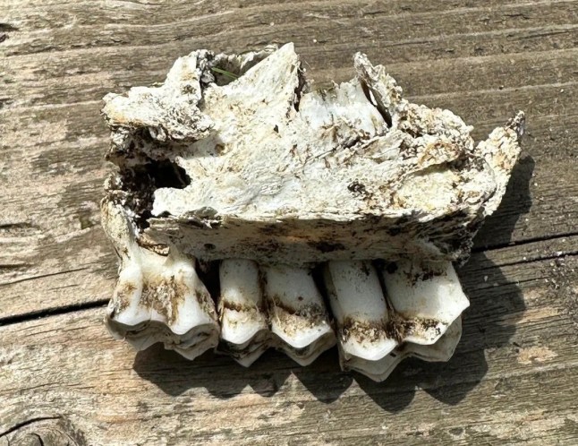Mystery skull found in London garden Go to bonecollecting r/bonecollecting ? 3 days ago Josh25119 What?s this from? Bone I.D. - Europe Dog found this in the back of the garden. There?s a lot of foxes around here (north London) but the teeth don?t really look the same so thought I would check.