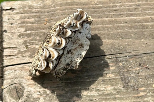 Mystery skull found in London garden Go to bonecollecting r/bonecollecting ? 3 days ago Josh25119 What?s this from? Bone I.D. - Europe Dog found this in the back of the garden. There?s a lot of foxes around here (north London) but the teeth don?t really look the same so thought I would check.