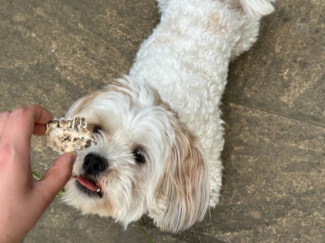 Mystery skull found in London garden Josh Woolliscroft