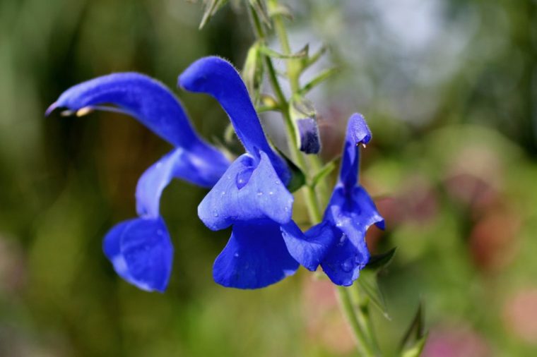 This is a plant portrait of Salvia patens. Image via Guy Barter