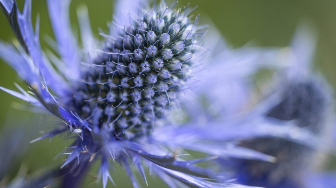 Nine brilliantly blue flowers to brighten your garden Nine brilliantly blue flowers to brighten your garden